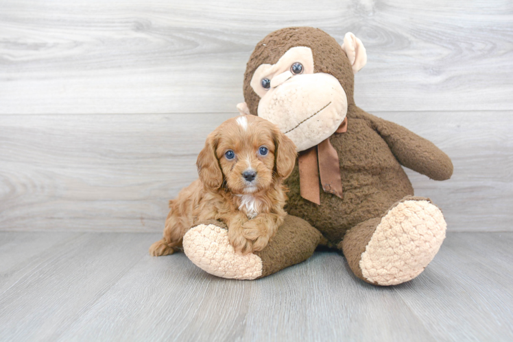 Hypoallergenic Cavoodle Poodle Mix Puppy