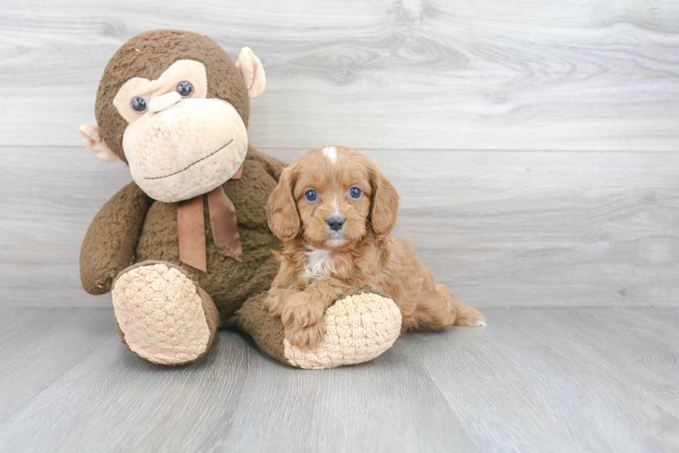 Friendly Cavapoo Baby