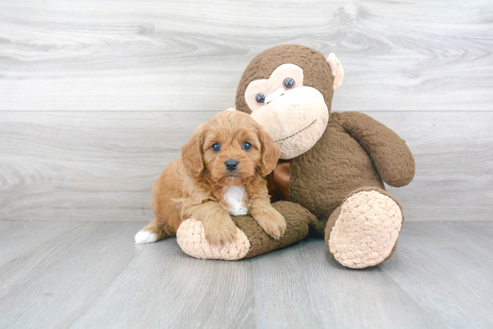 Cavapoo Puppy for Adoption