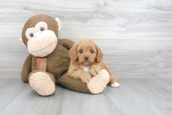 Little Cavoodle Poodle Mix Puppy