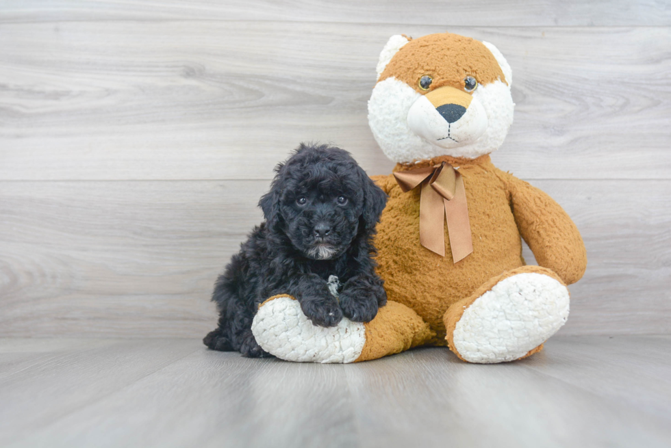 Cavapoo Pup Being Cute