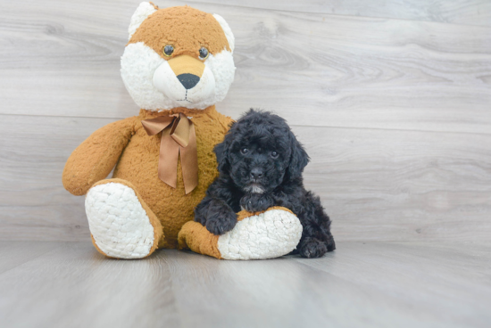 Cavapoo Pup Being Cute