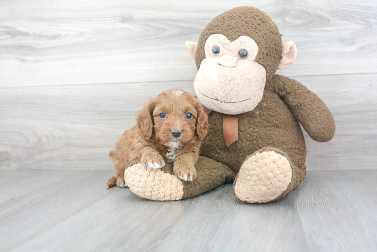 Adorable Cavoodle Poodle Mix Puppy