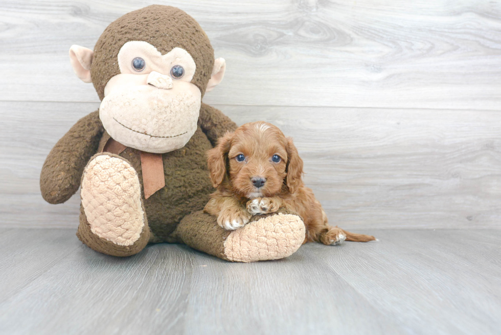 Adorable Cavoodle Poodle Mix Puppy