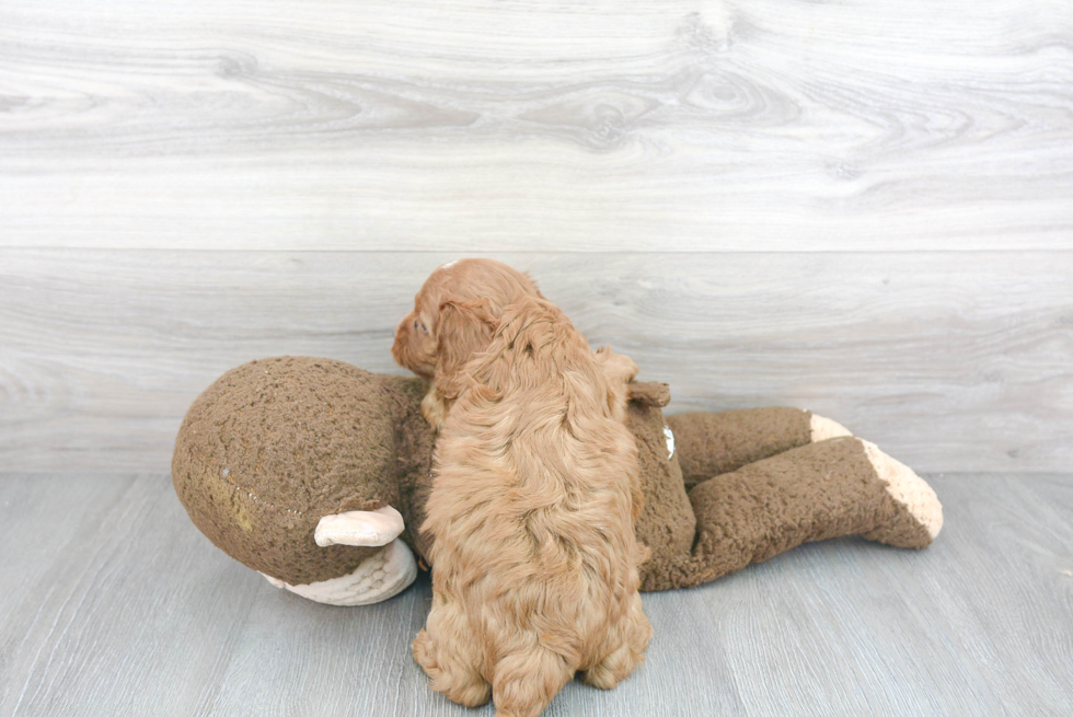 Cavapoo Pup Being Cute