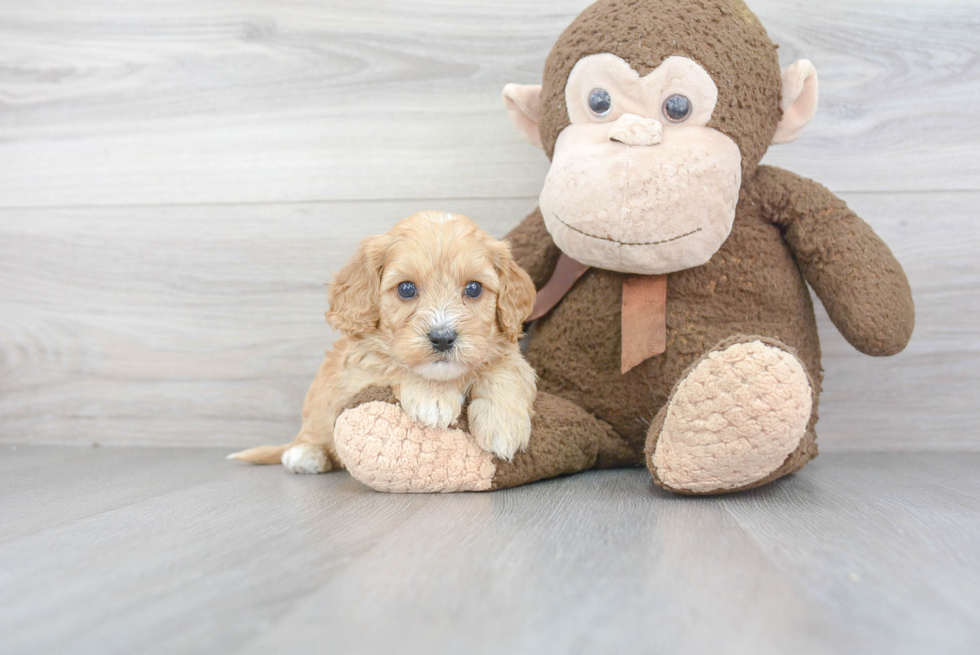 Small Cavapoo Baby