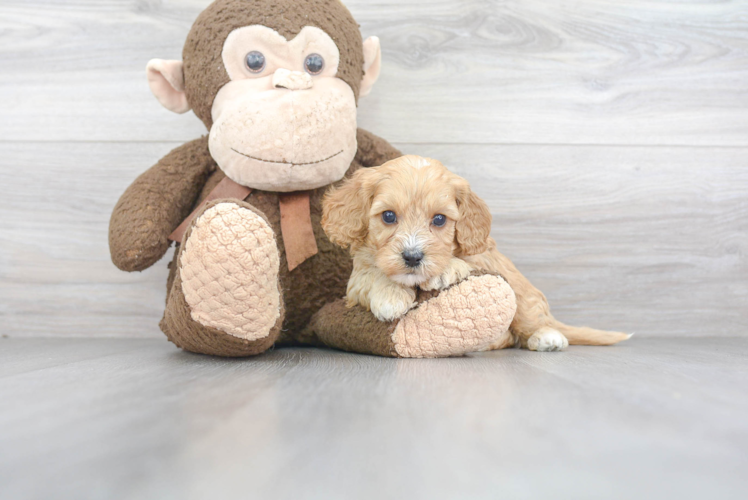 Cavapoo Pup Being Cute