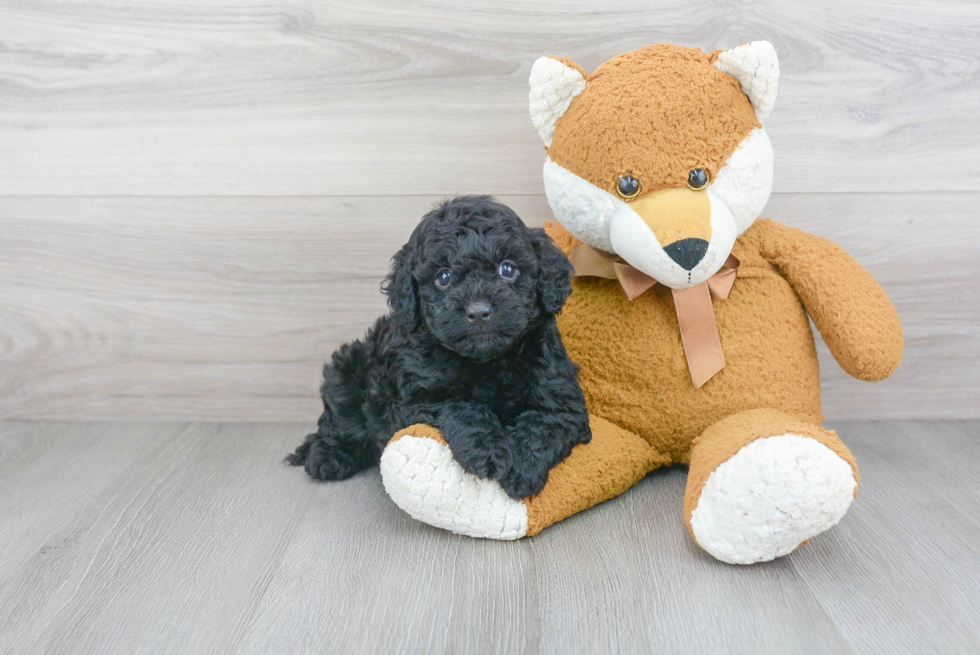 Fluffy Cavapoo Poodle Mix Pup