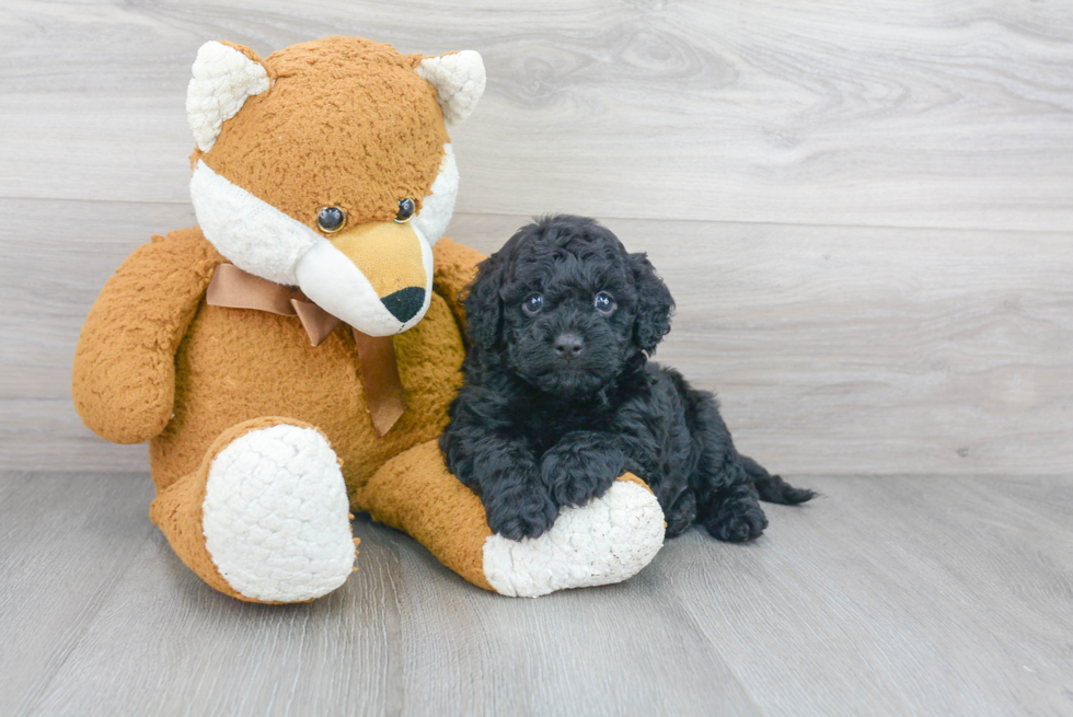 Fluffy Cavapoo Poodle Mix Pup