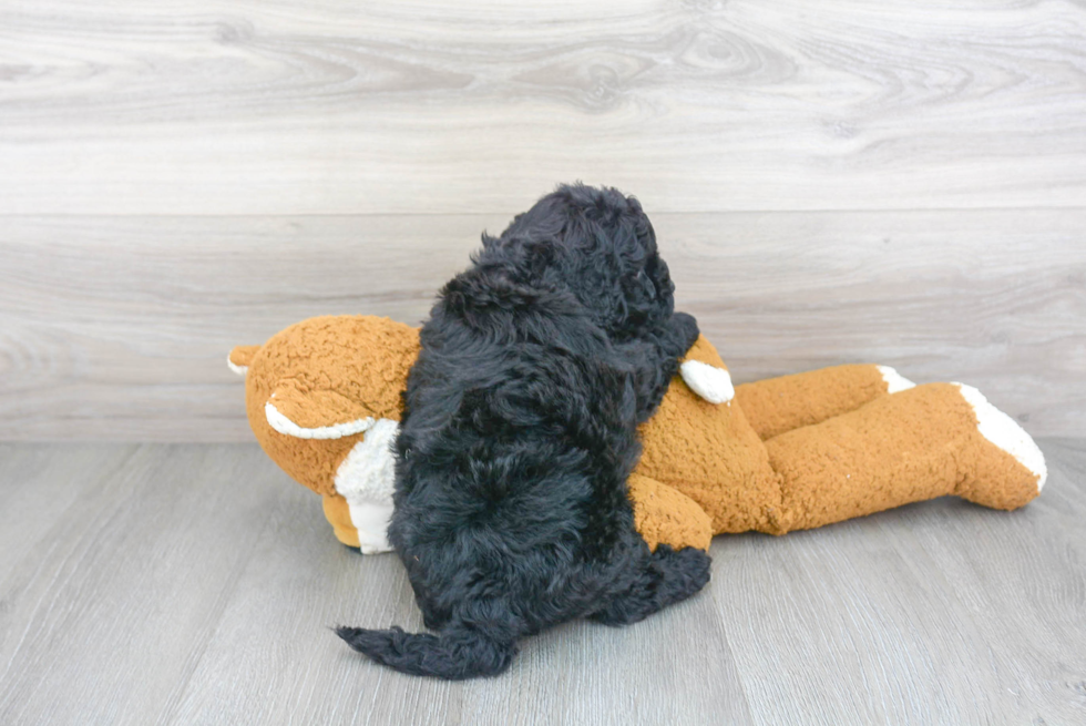 Cavapoo Pup Being Cute