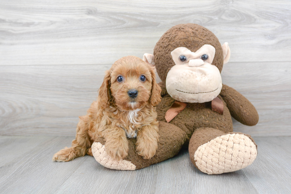 Best Cavapoo Baby