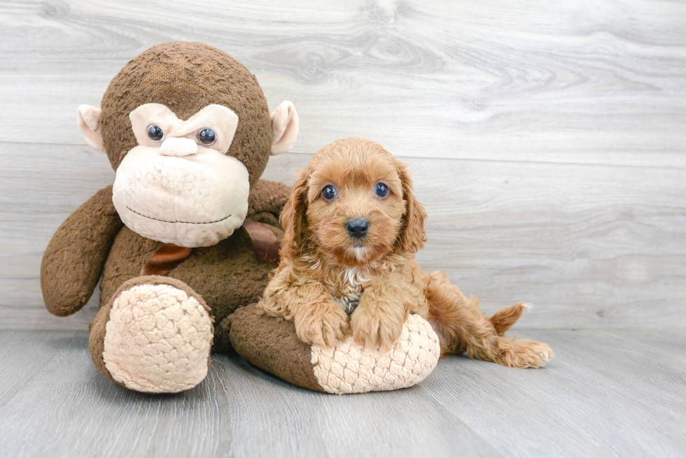 Popular Cavapoo Poodle Mix Pup