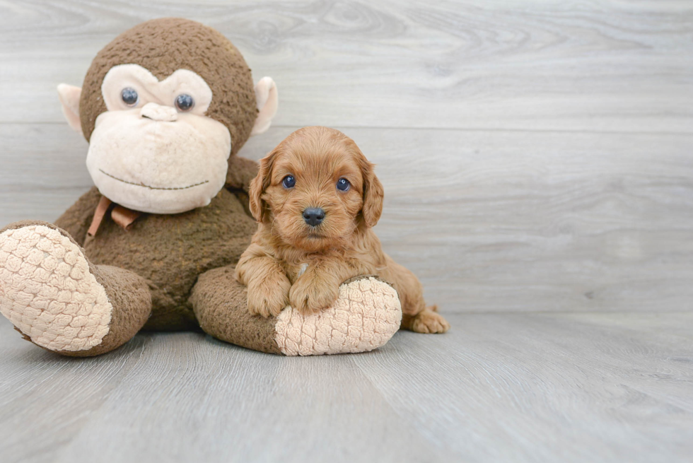 Smart Cavapoo Poodle Mix Pup