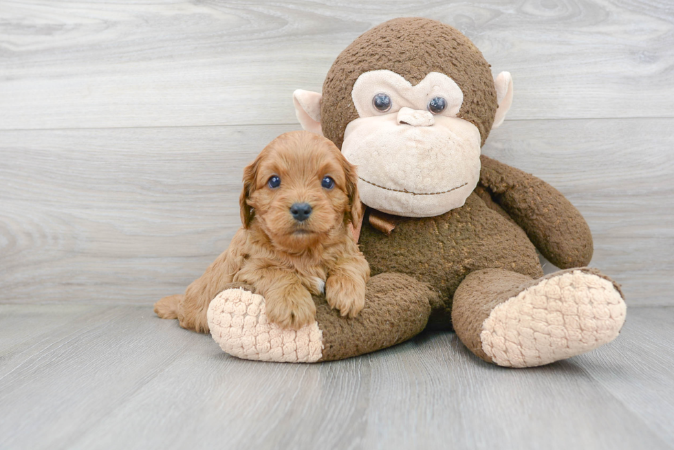 Funny Cavapoo Poodle Mix Pup