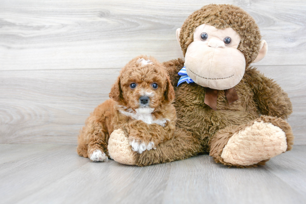 Cavapoo Pup Being Cute