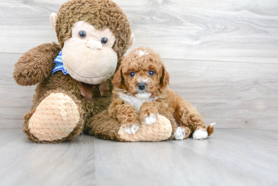 Petite Cavapoo Poodle Mix Pup