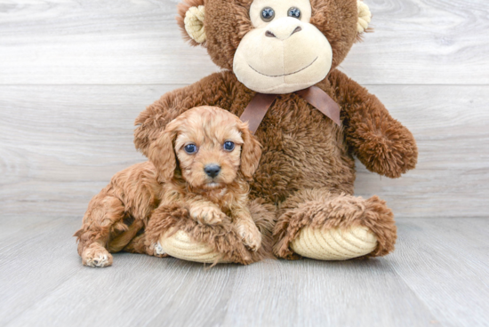 Cute Cavapoo Baby