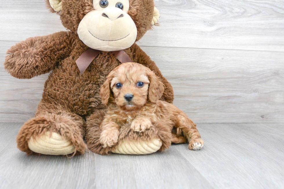 Cavapoo Pup Being Cute