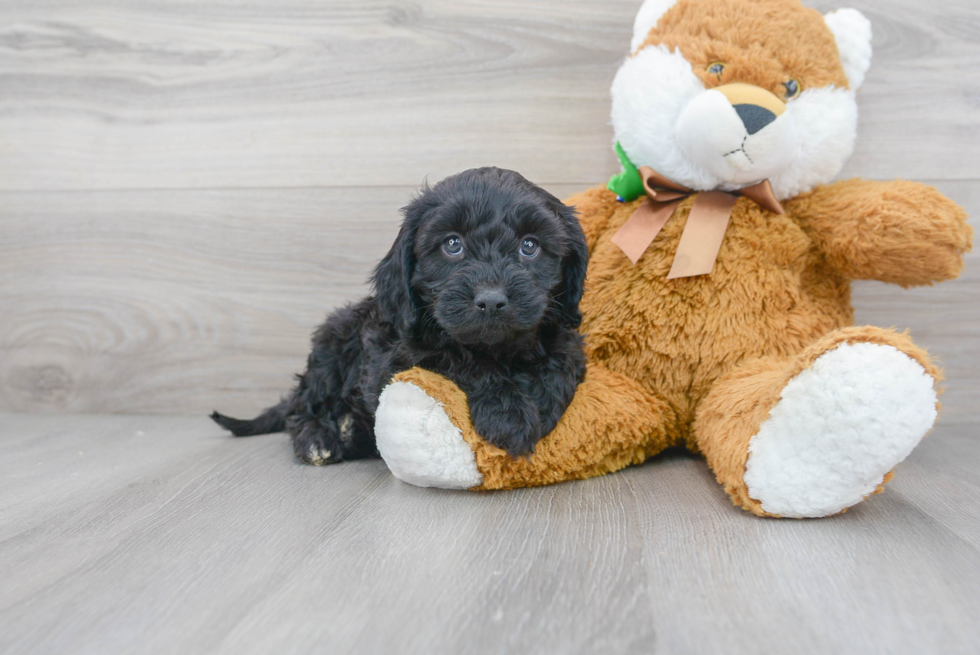 Cavapoo Puppy for Adoption