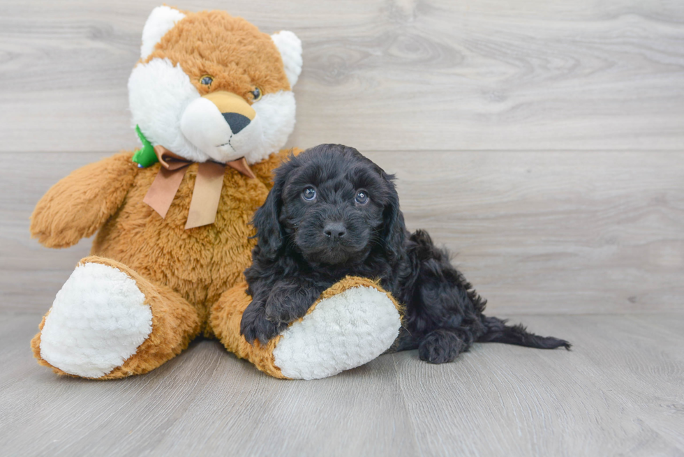 Cavapoo Pup Being Cute