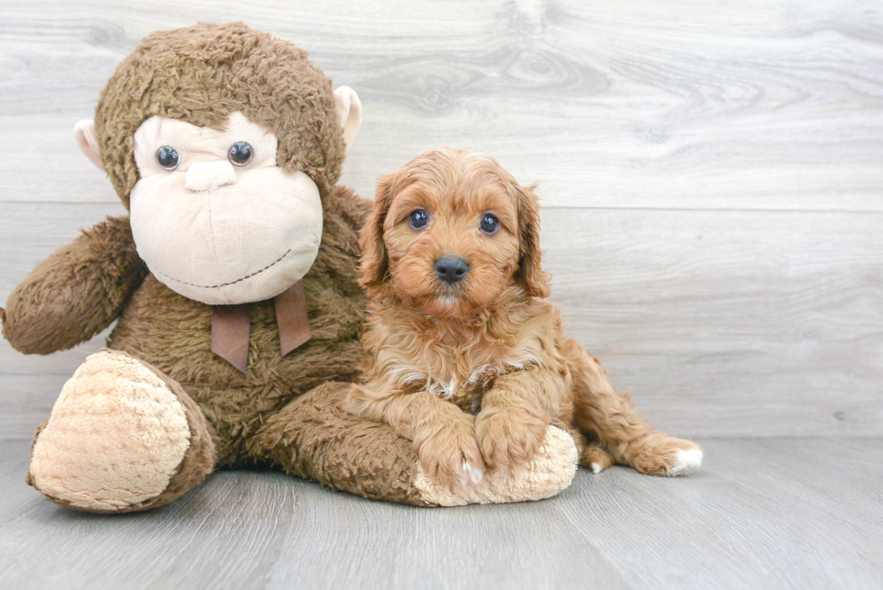 Best Cavapoo Baby