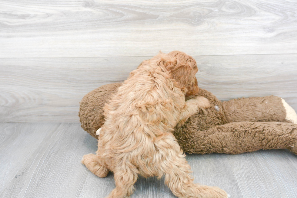 Playful Cavoodle Poodle Mix Puppy