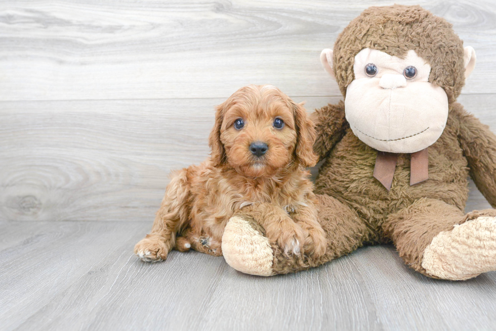 Cavapoo Pup Being Cute