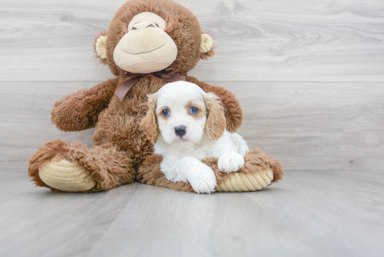 Petite Cavapoo Poodle Mix Pup