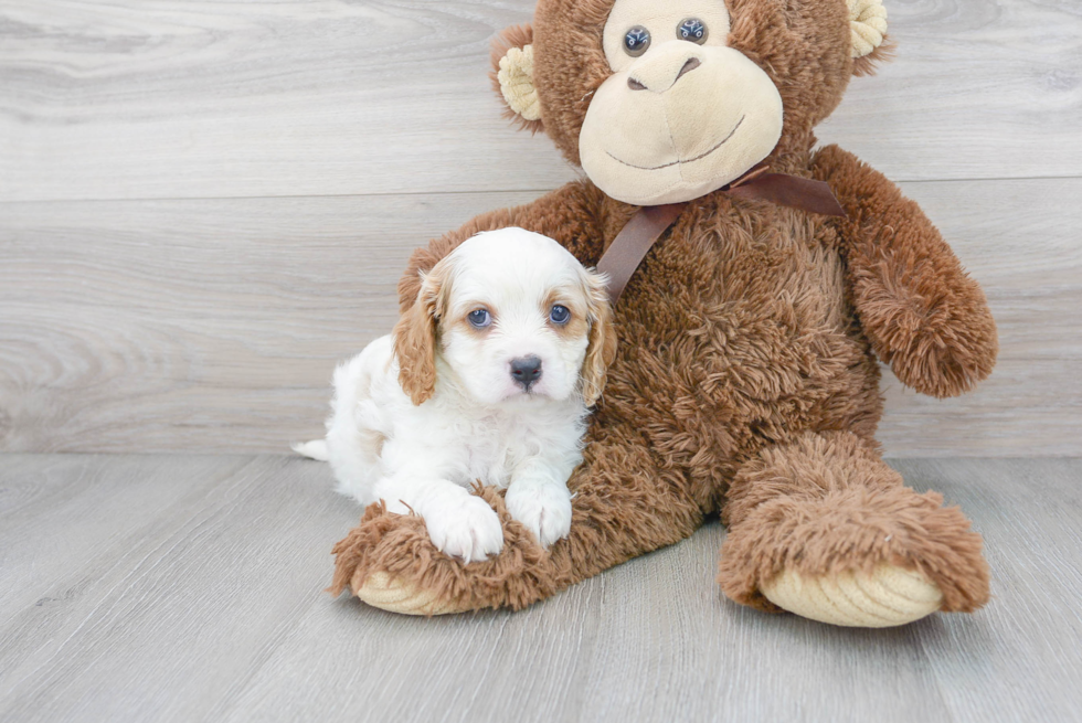 Best Cavapoo Baby