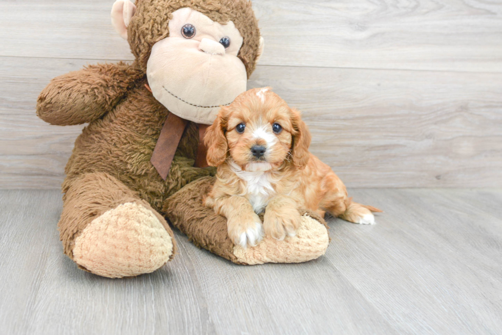 Hypoallergenic Cavoodle Poodle Mix Puppy