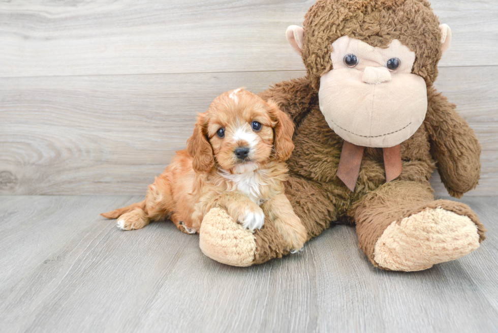 Best Cavapoo Baby