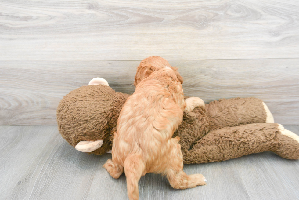 Friendly Cavapoo Baby