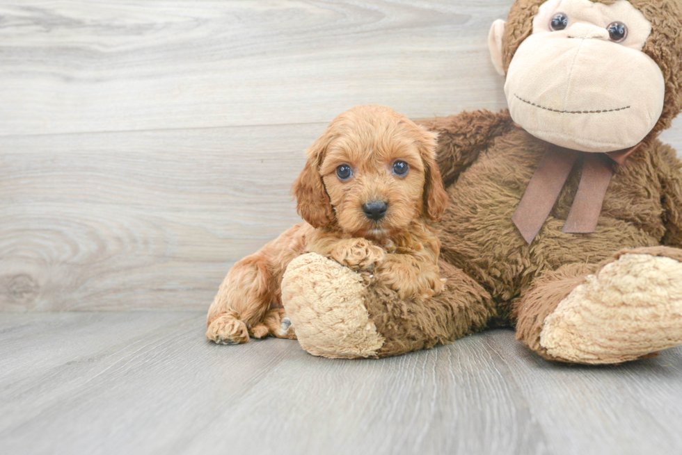 Best Cavapoo Baby