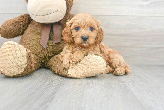 Hypoallergenic Cavoodle Poodle Mix Puppy