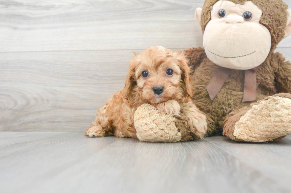 Cavapoo Pup Being Cute