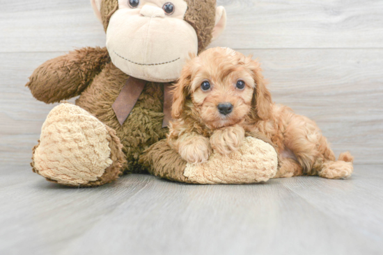 Cavapoo Pup Being Cute