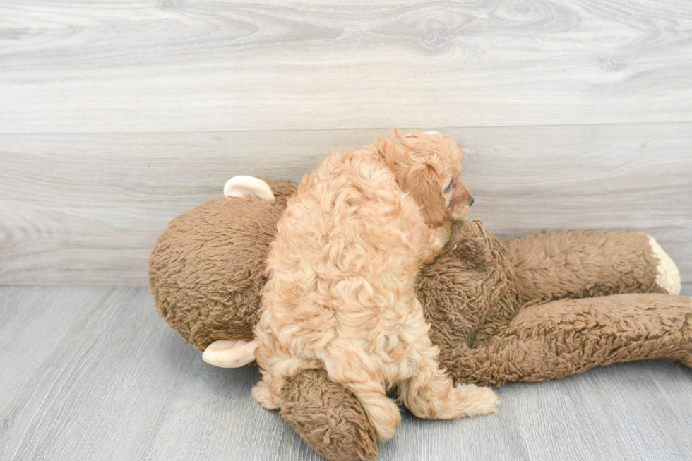 Cavapoo Puppy for Adoption