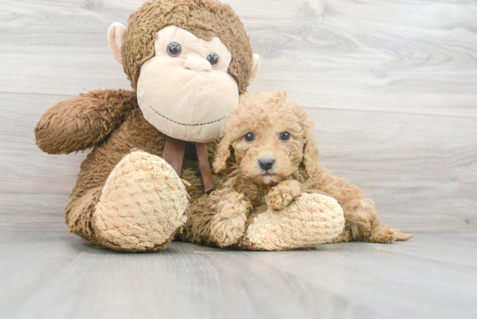 Petite Cavapoo Poodle Mix Pup