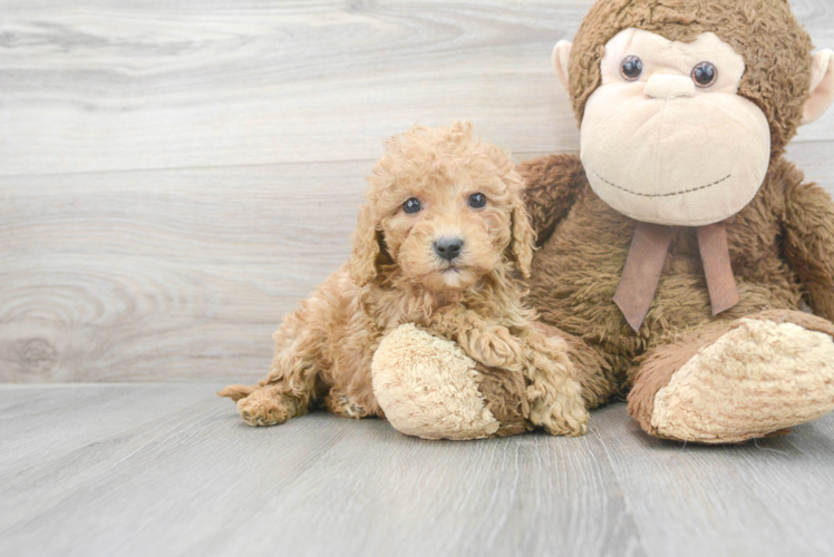 Happy Cavapoo Baby