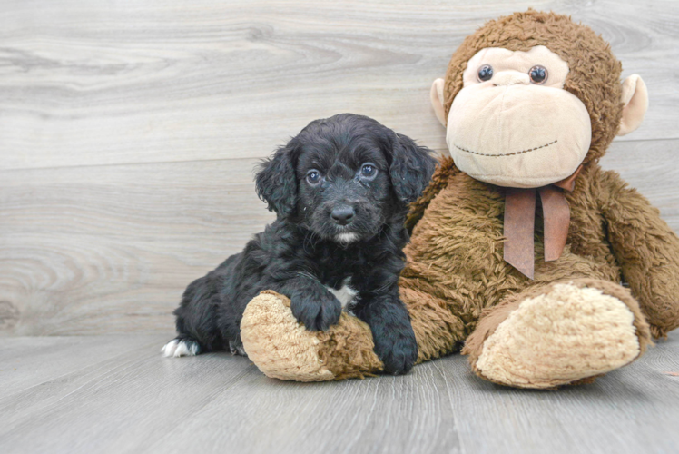 Energetic Cavoodle Poodle Mix Puppy