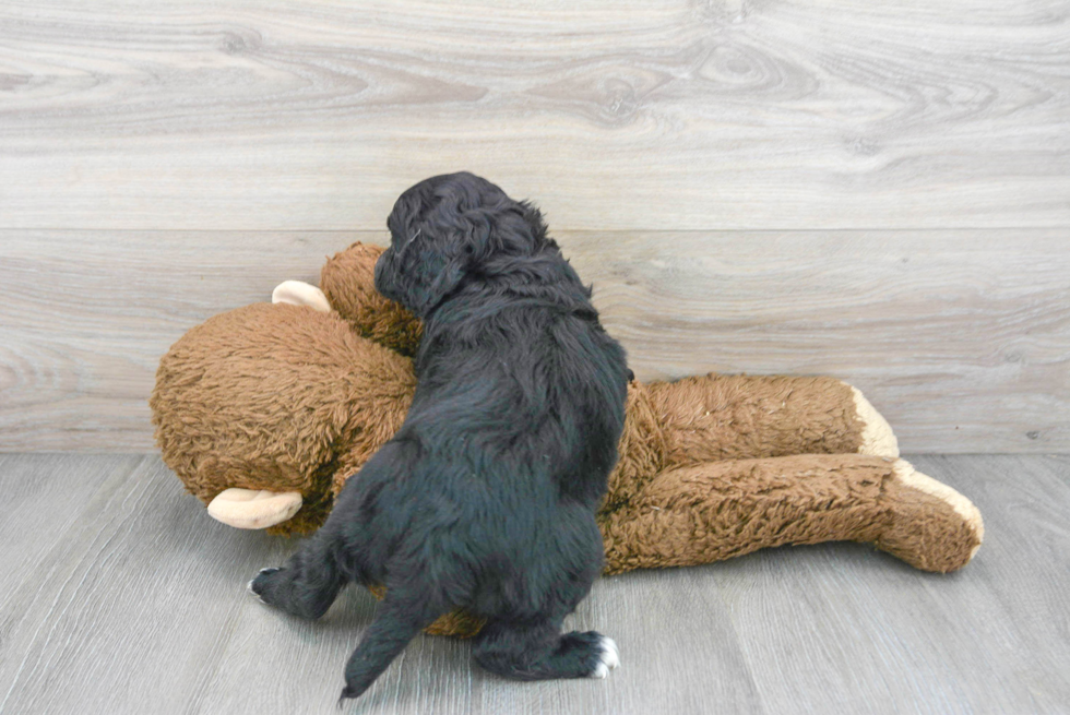 Best Cavapoo Baby