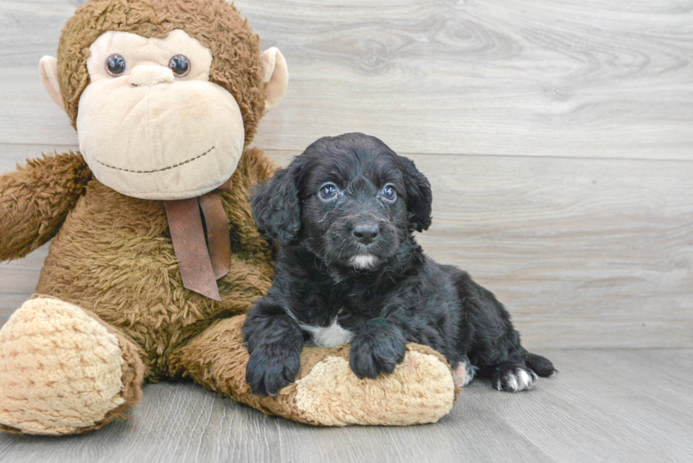 Small Cavapoo Baby