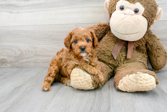 Best Cavapoo Baby