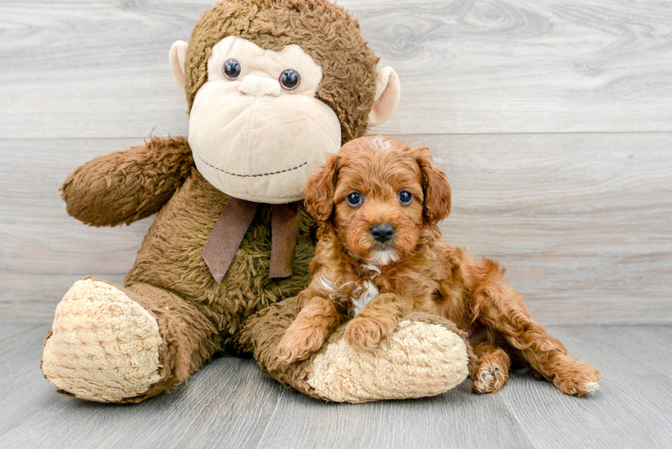 Little Cavoodle Poodle Mix Puppy