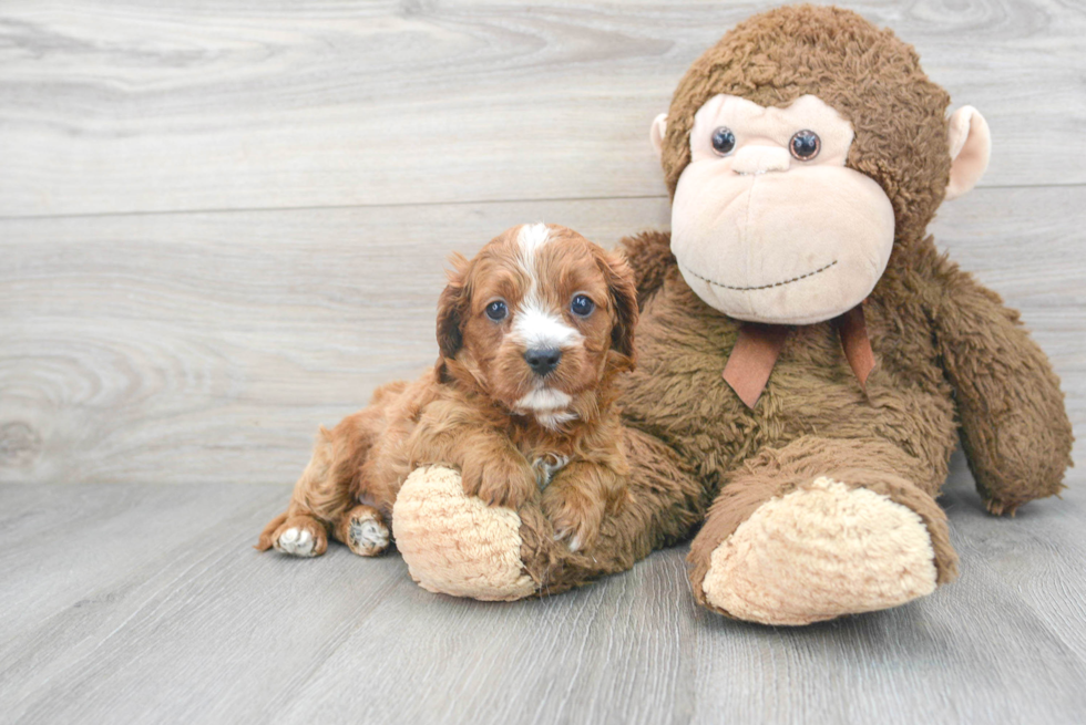 Little Cavoodle Poodle Mix Puppy