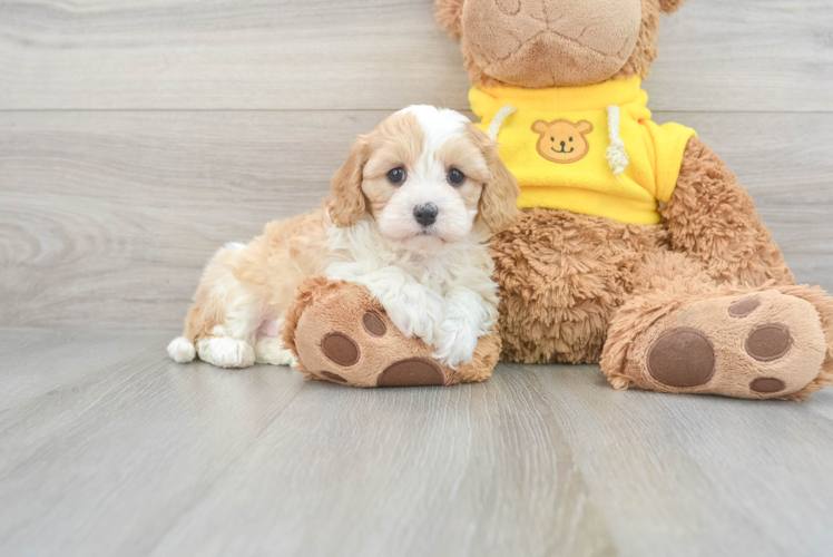 Cavapoo Puppy for Adoption