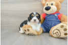 Friendly Cavapoo Baby