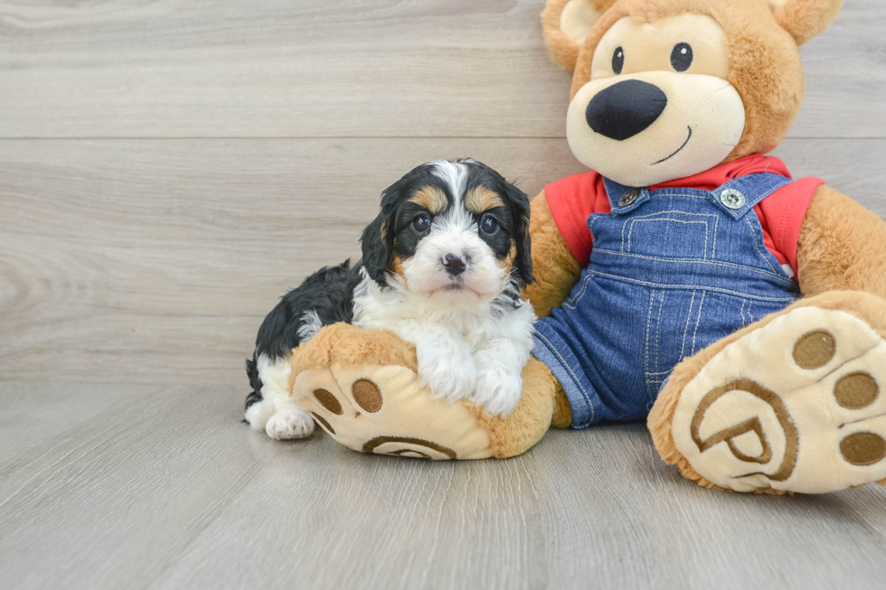 Friendly Cavapoo Baby