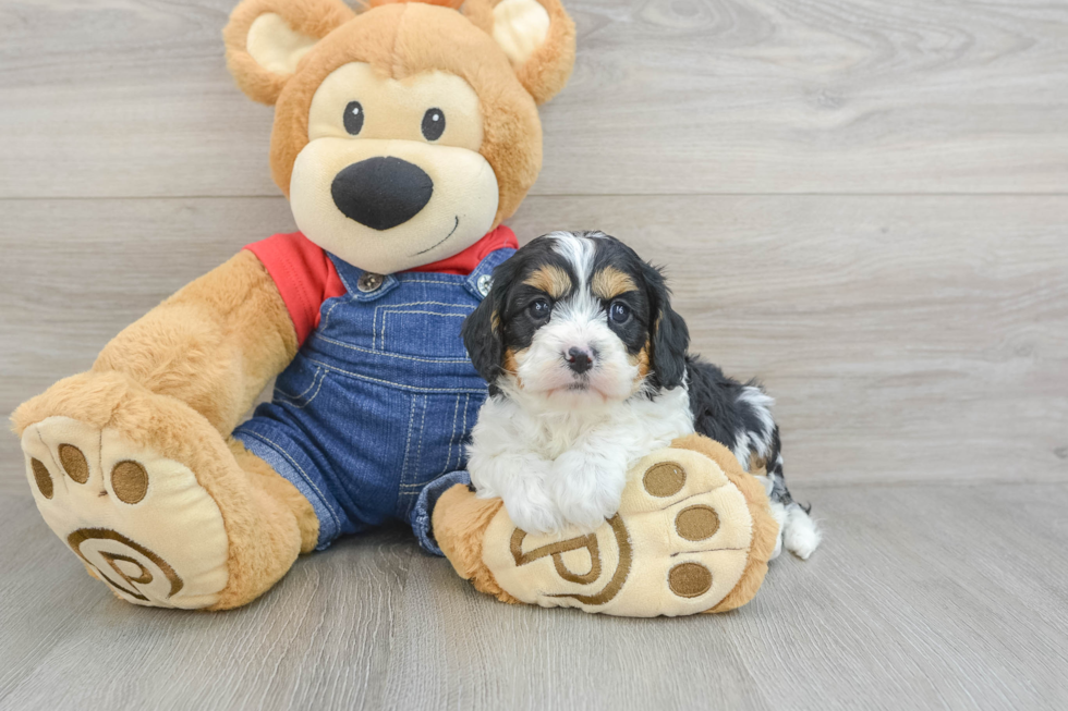 Adorable Cavalier King Charles Spaniel and Poodle Mix Poodle Mix Puppy