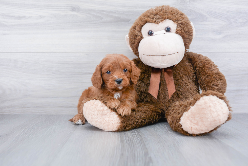 Energetic Cavoodle Poodle Mix Puppy